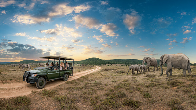 Südafrika Elefanten Safari